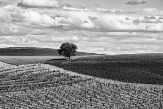 Ribera del Duero countryside, Spain.